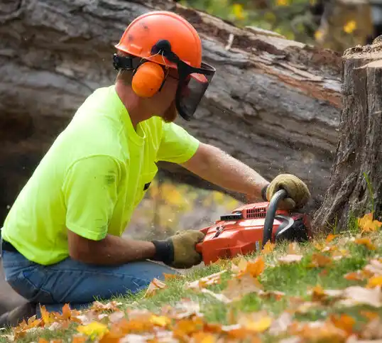 tree services Mineral Ridge